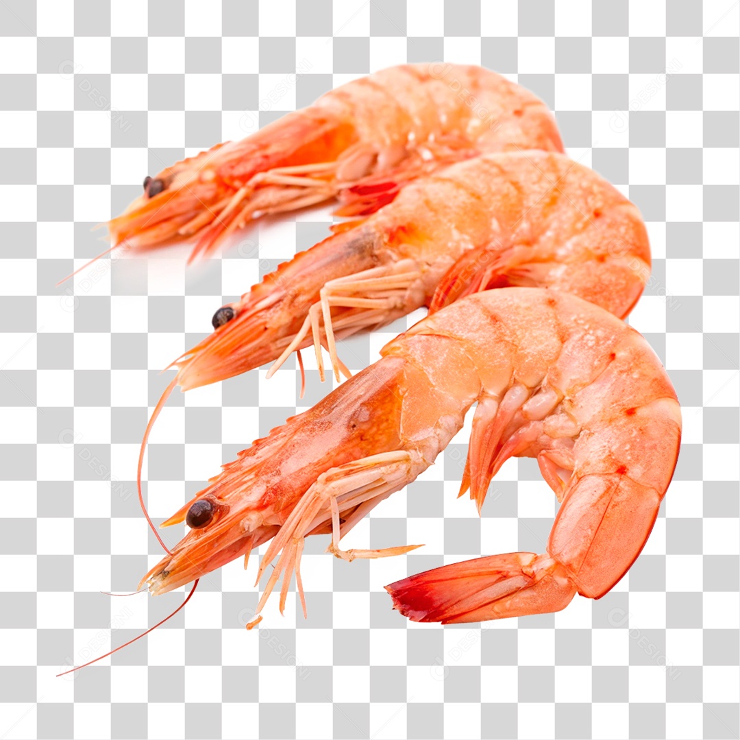 Camarões Marinho PNG Transparente