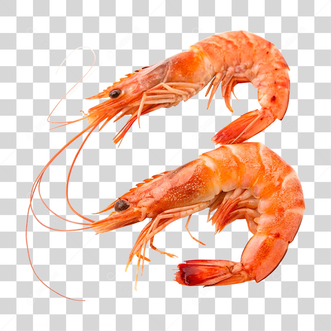 Camarões Marinho PNG Transparente