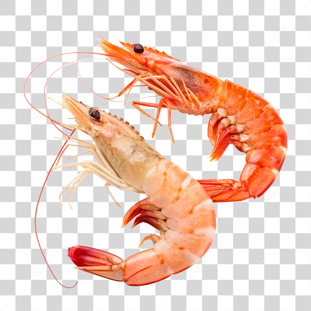 Camarões Marinho PNG Transparente