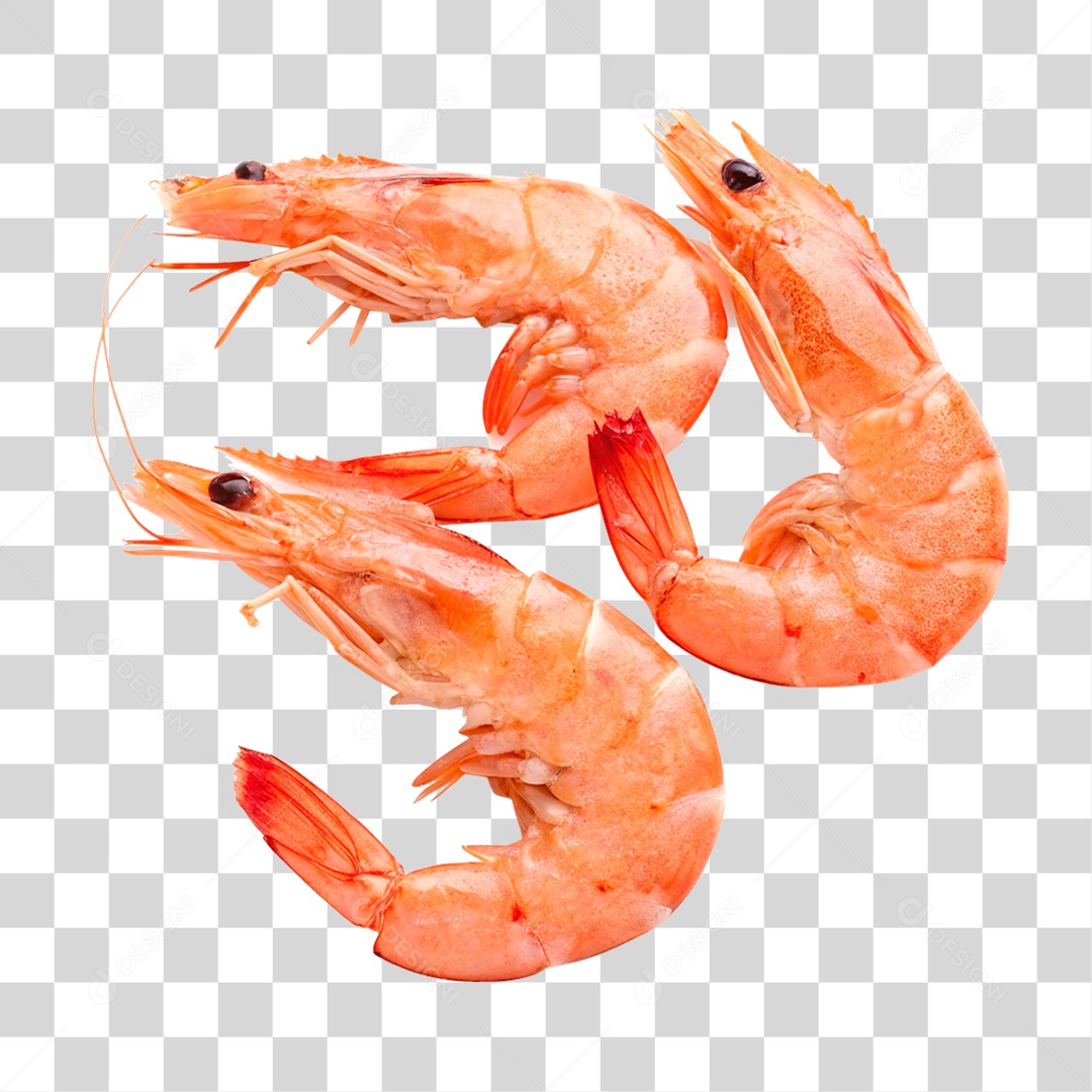 Camarões Marinho PNG Transparente