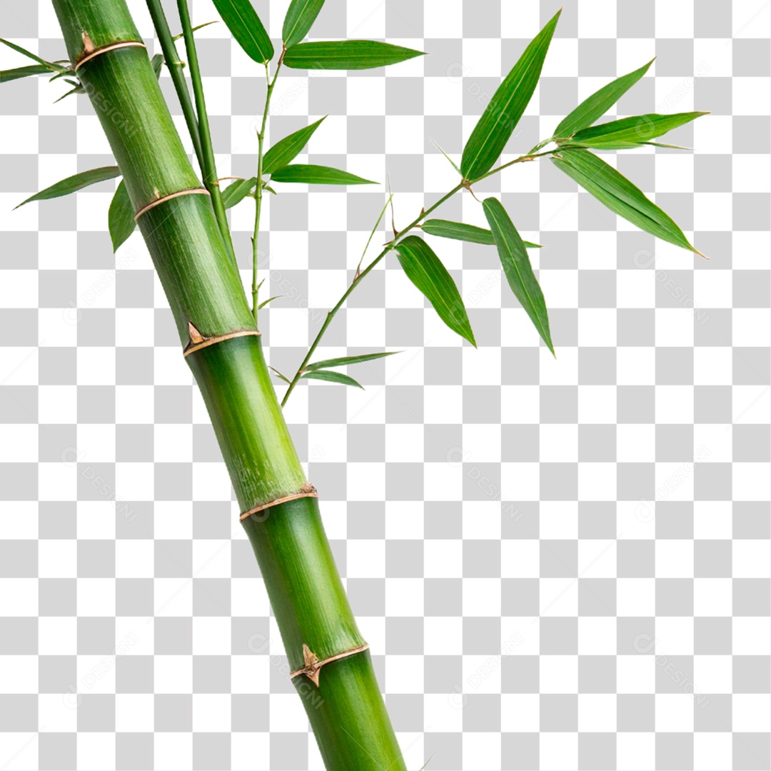 Bambu Verde PNG Transparente