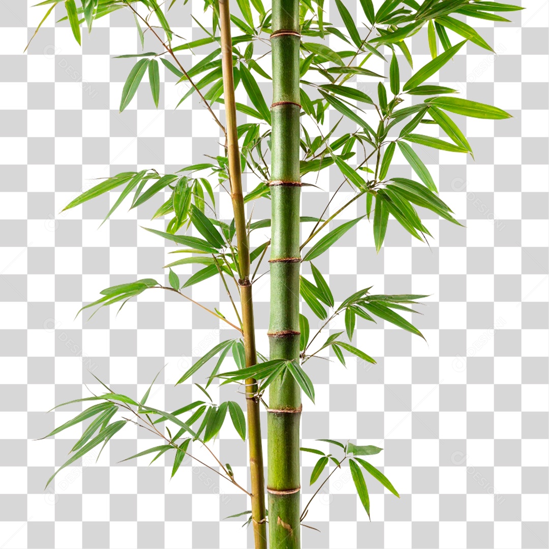 Bambu Verde PNG Transparente