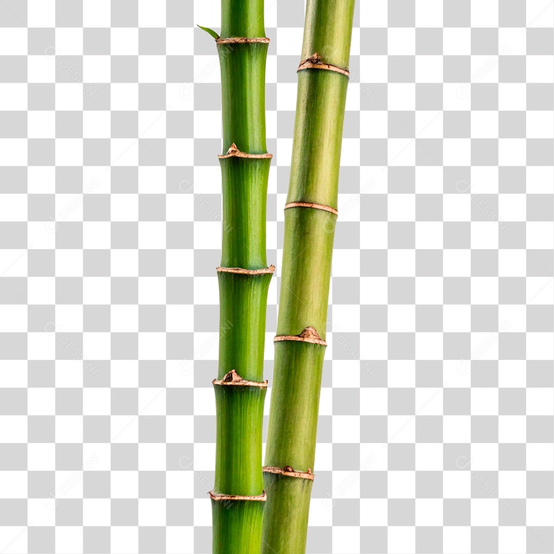 Bambu Verde PNG Transparente
