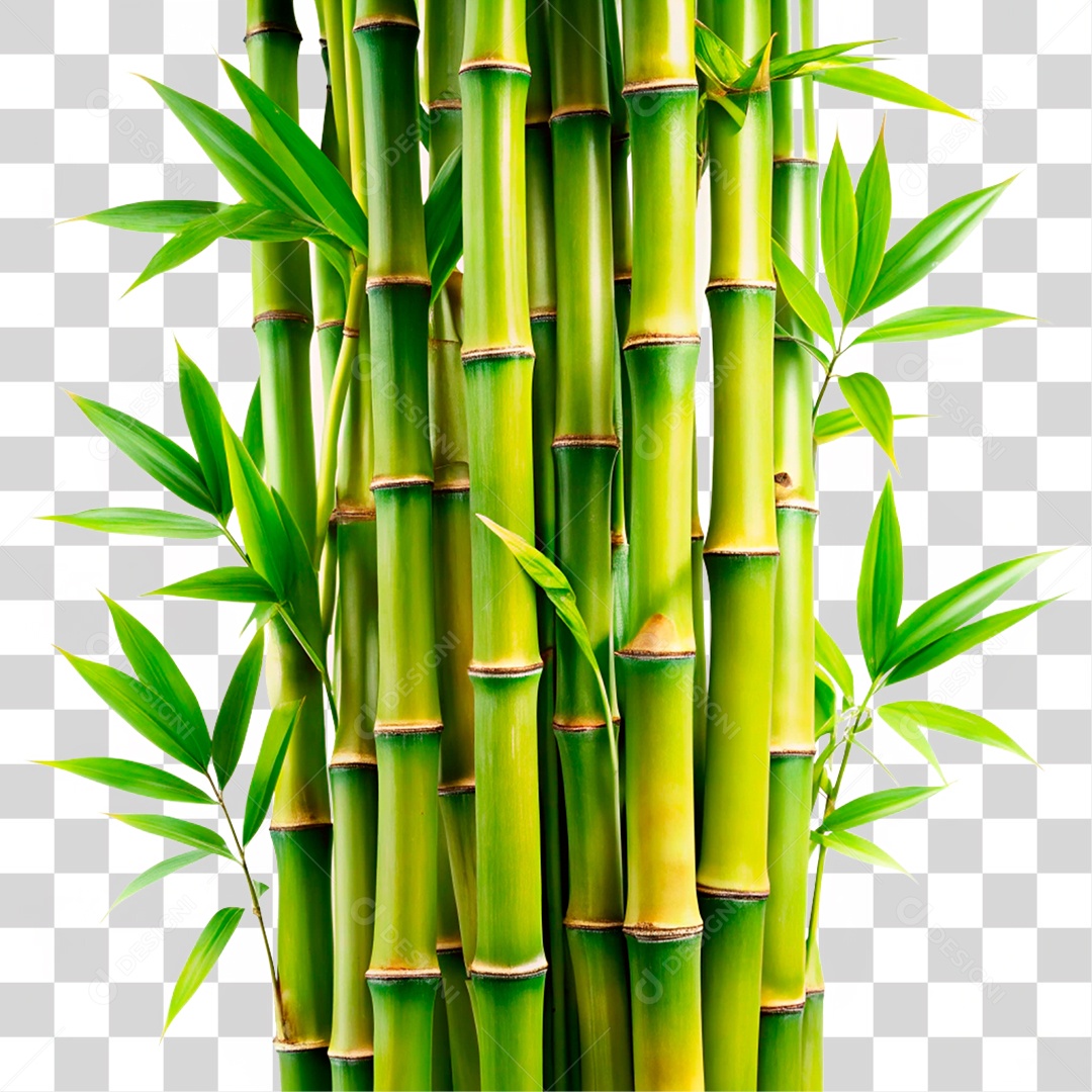 Bambu Verde PNG Transparente