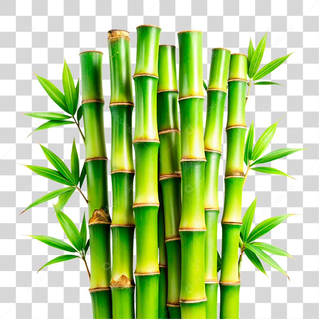 Bambu Verde PNG Transparente