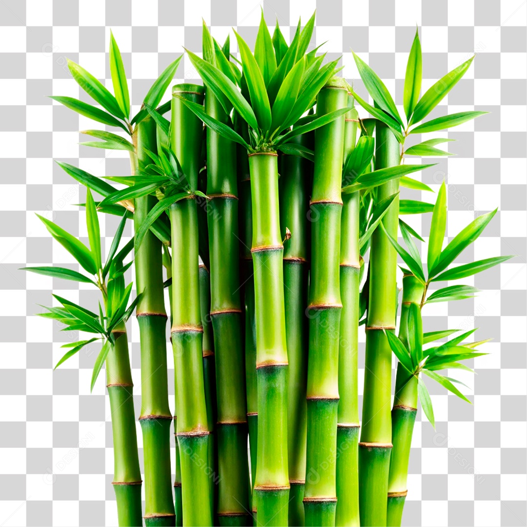 Bambu Verde PNG Transparente