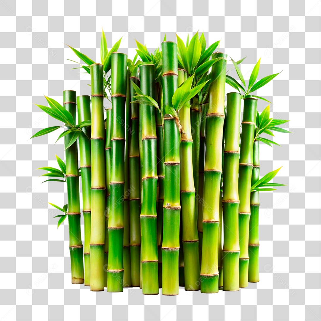 Bambu Verde PNG Transparente