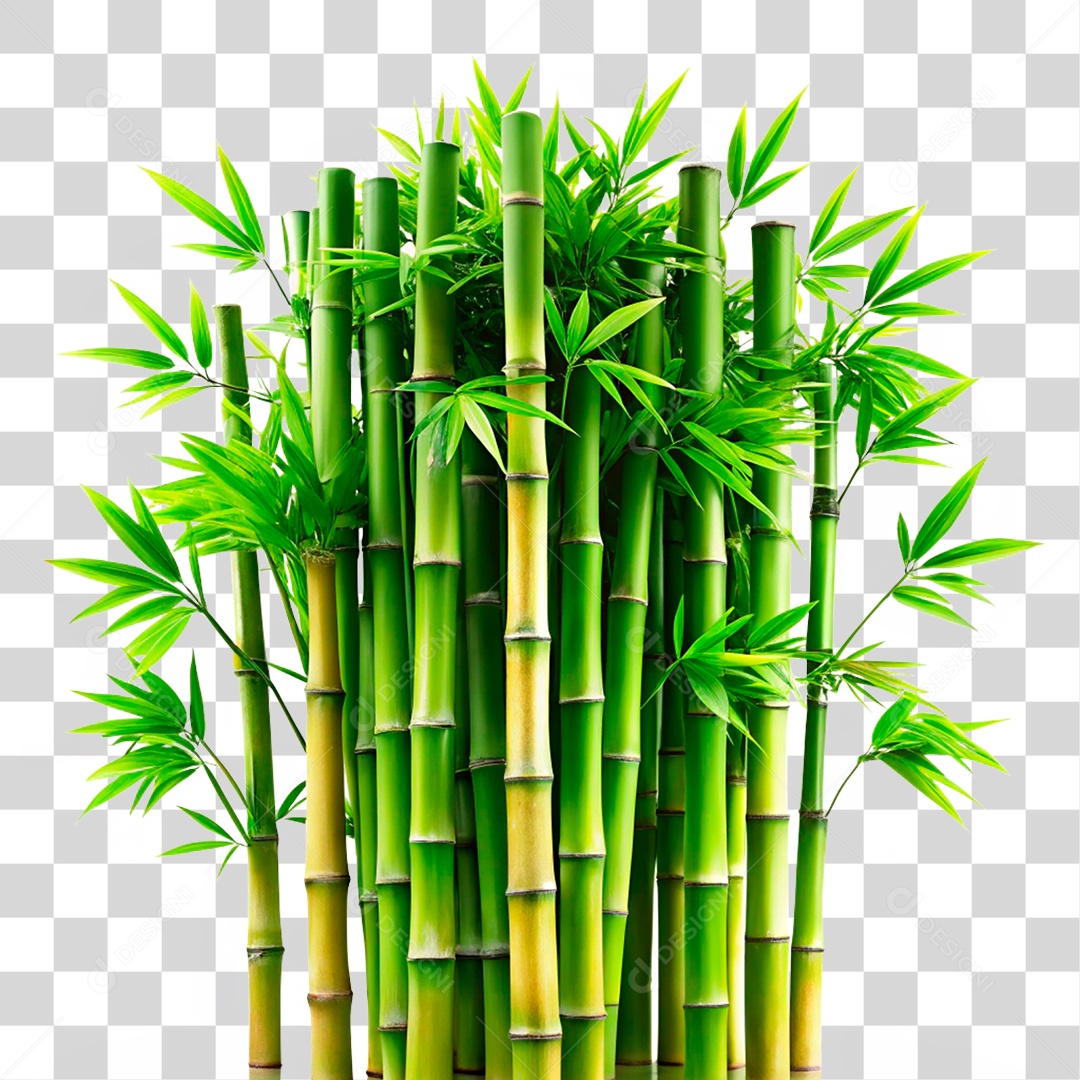 Bambu Verde PNG Transparente