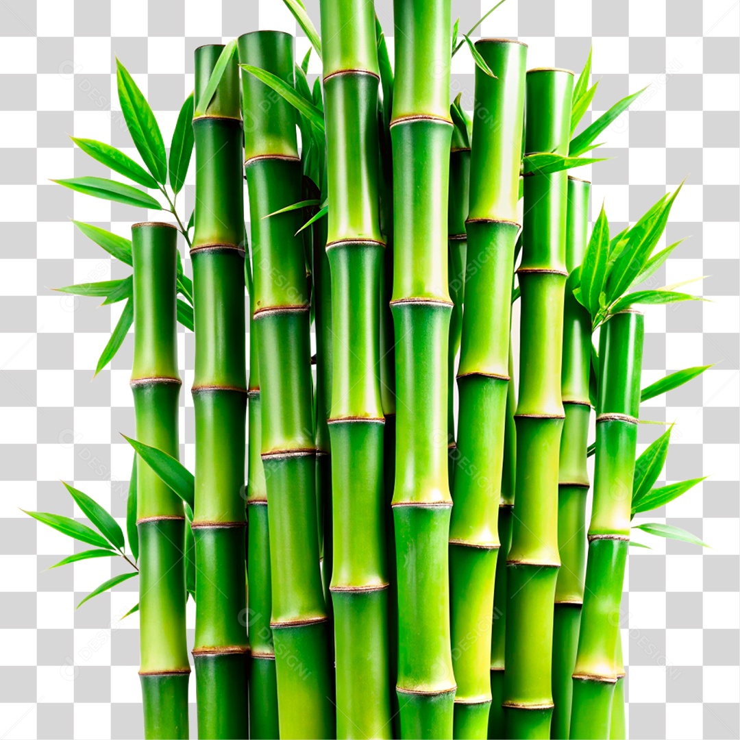 Bambu Verde PNG Transparente