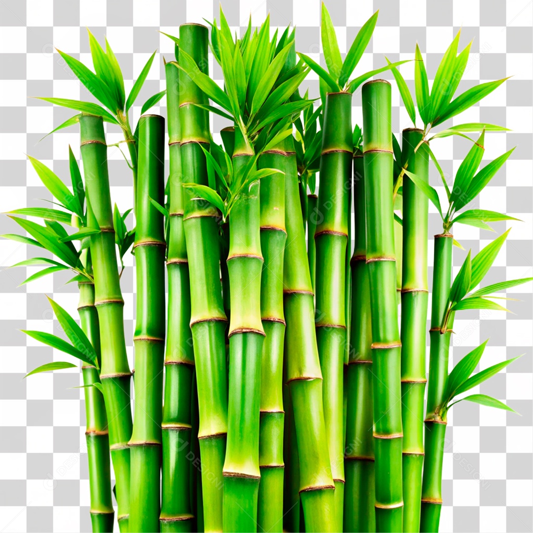 Bambu Verde PNG Transparente