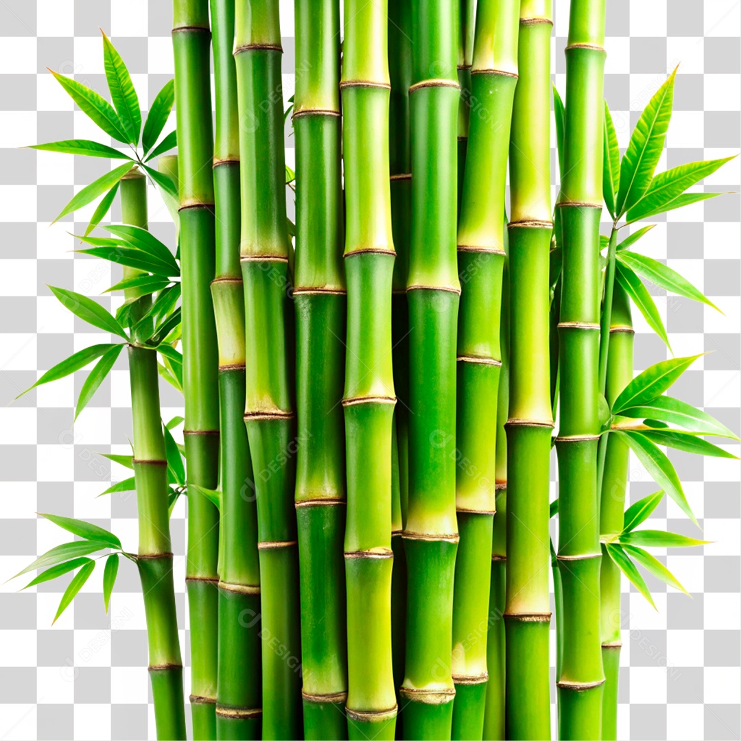 Moita de Bambu PNG Transparente