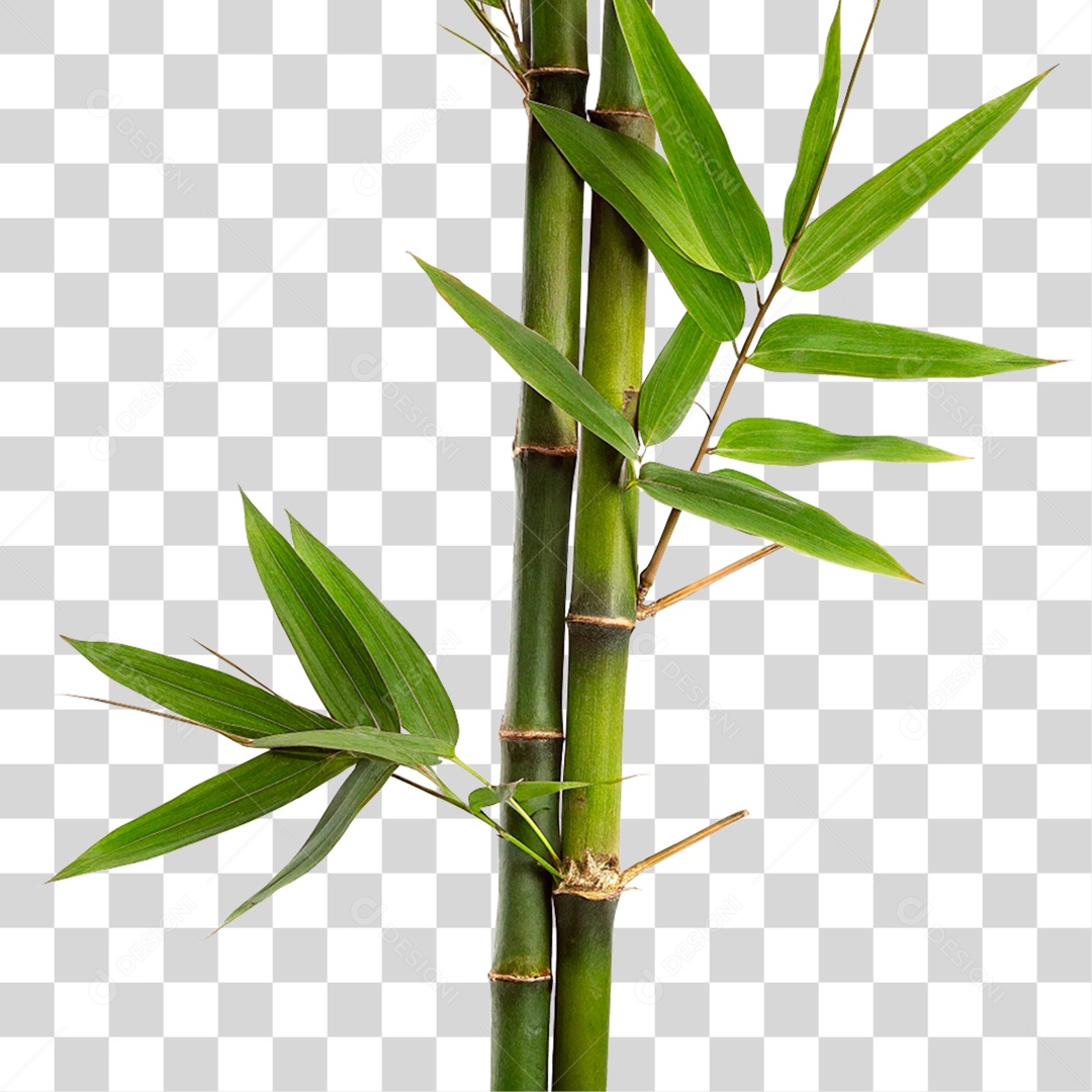 Bambu Verde PNG Transparente