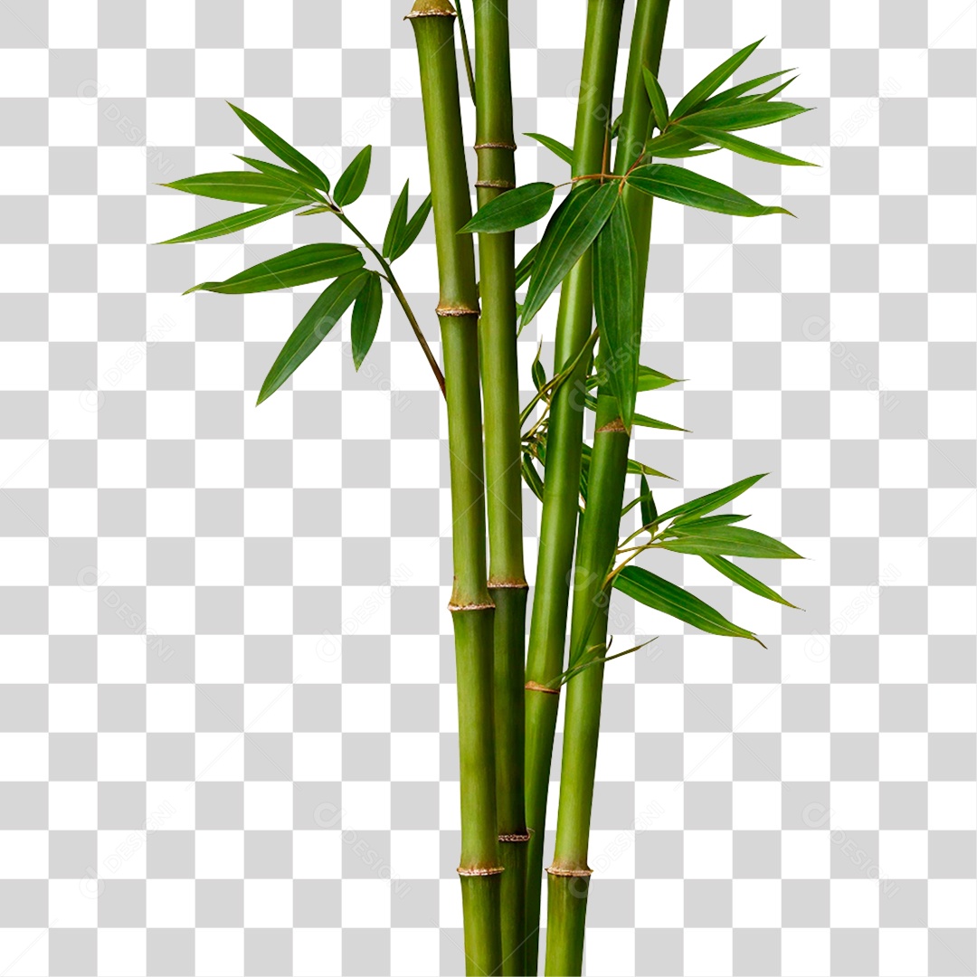 Bambu Verde PNG Transparente