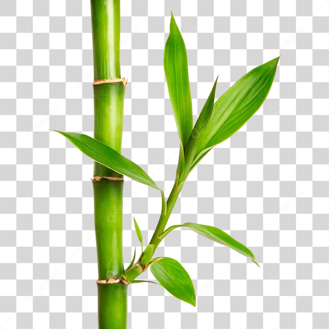 Bambu Verde PNG Transparente