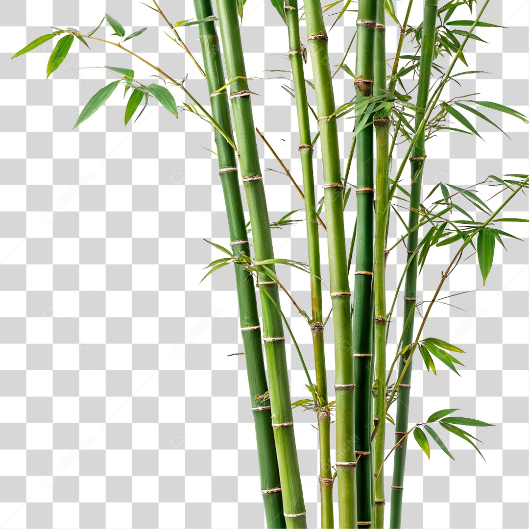 Bambu Verde PNG Transparente