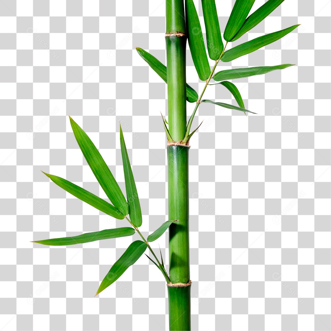 Bambu Verde PNG Transparente