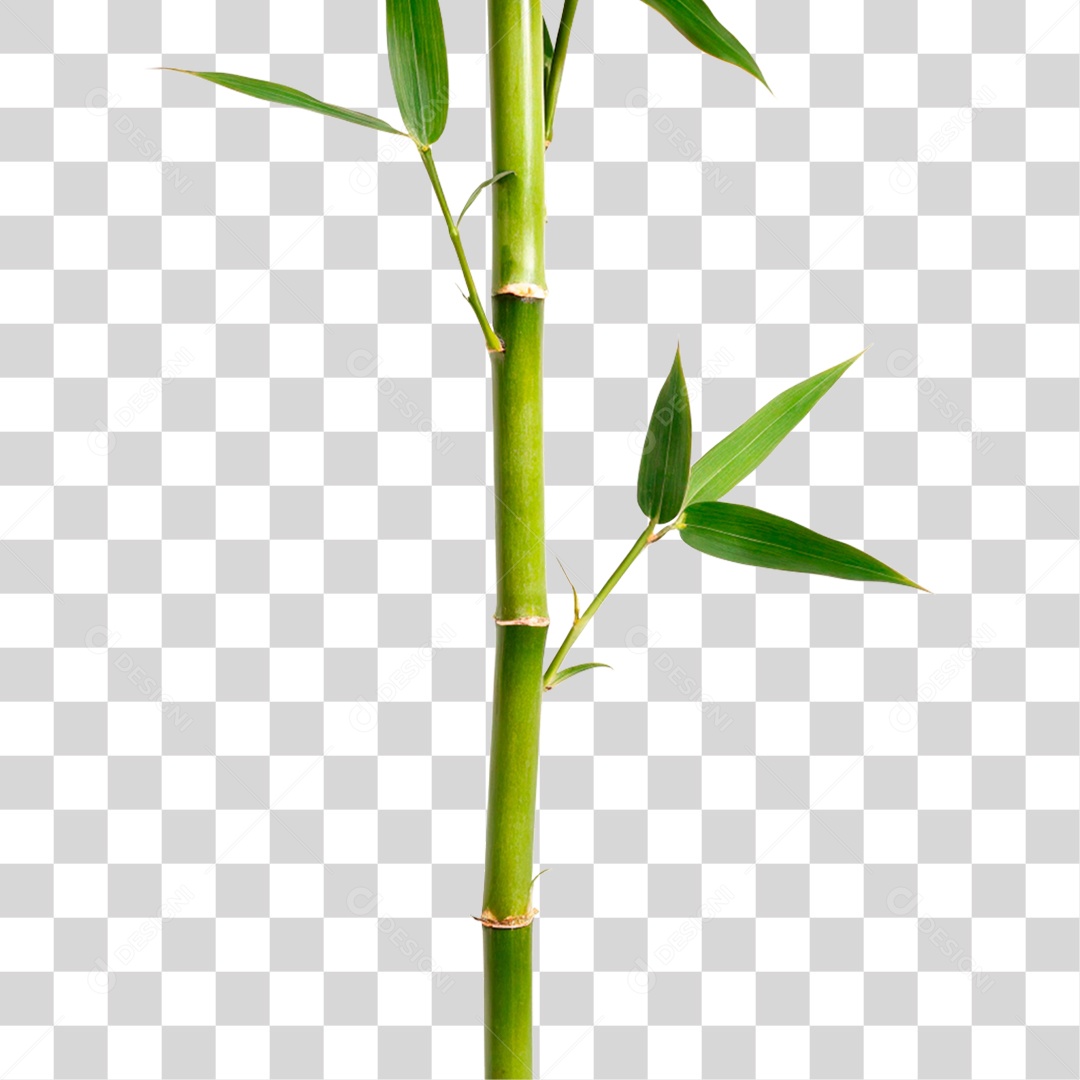 Bambu Verde PNG Transparente