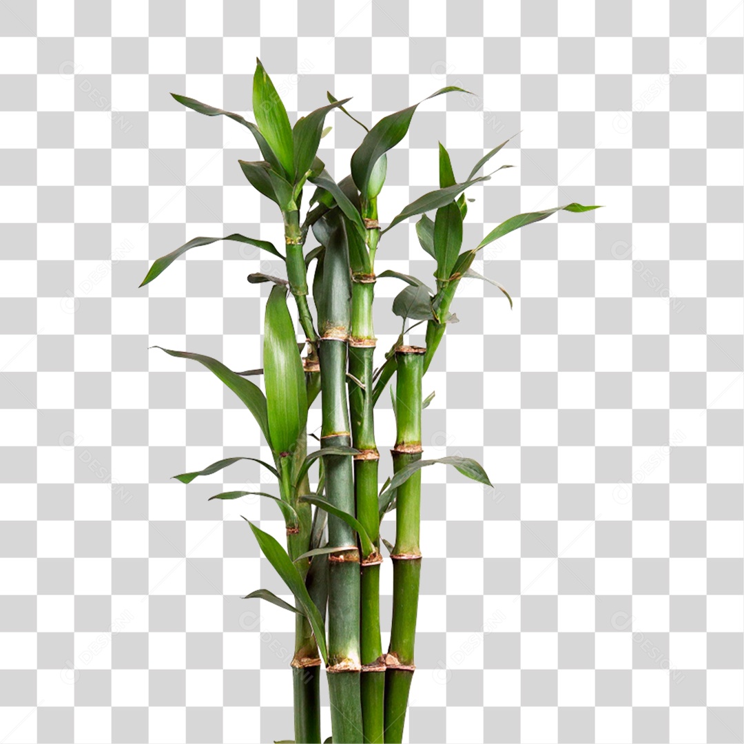 Bambu Verde PNG Transparente