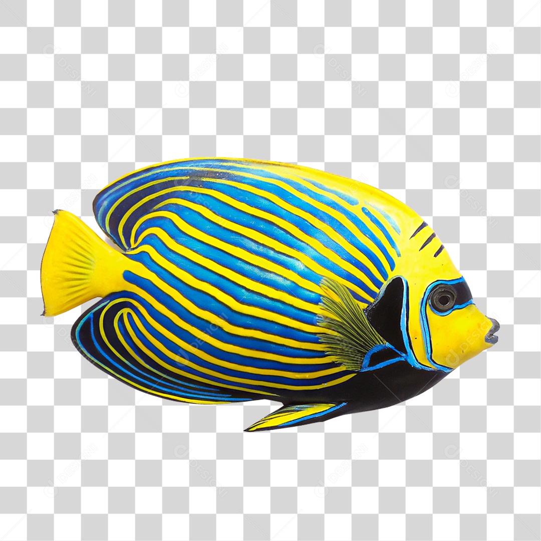 Peixe Imperador PNG Transparente