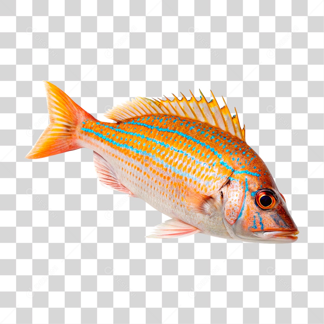 Peixe Cará PNG Transparente