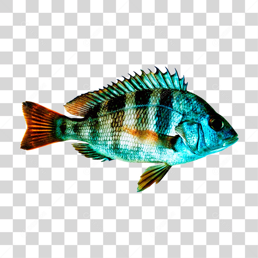 Peixe Cará PNG Transparente