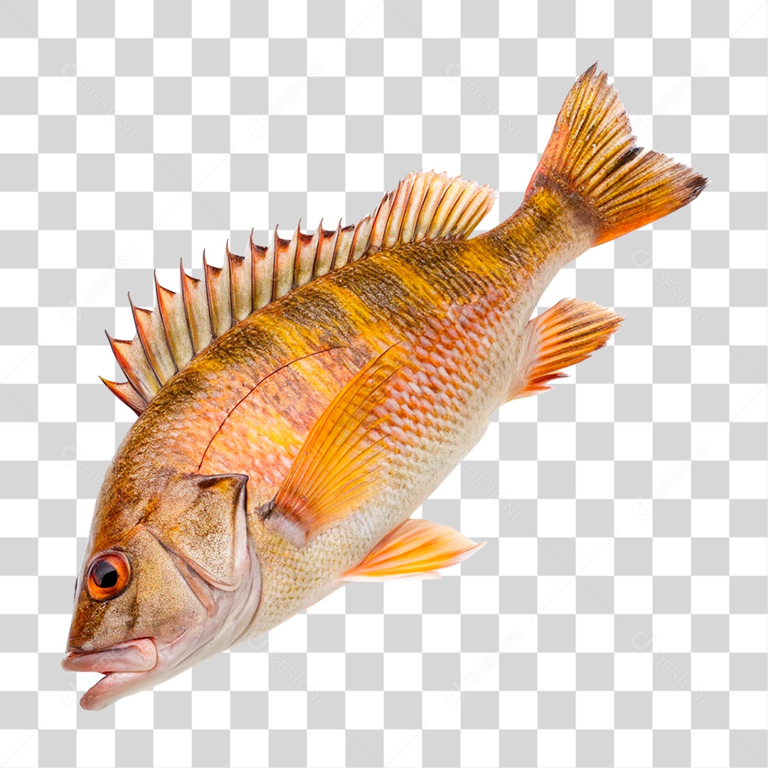 Peixe Cará PNG Transparente