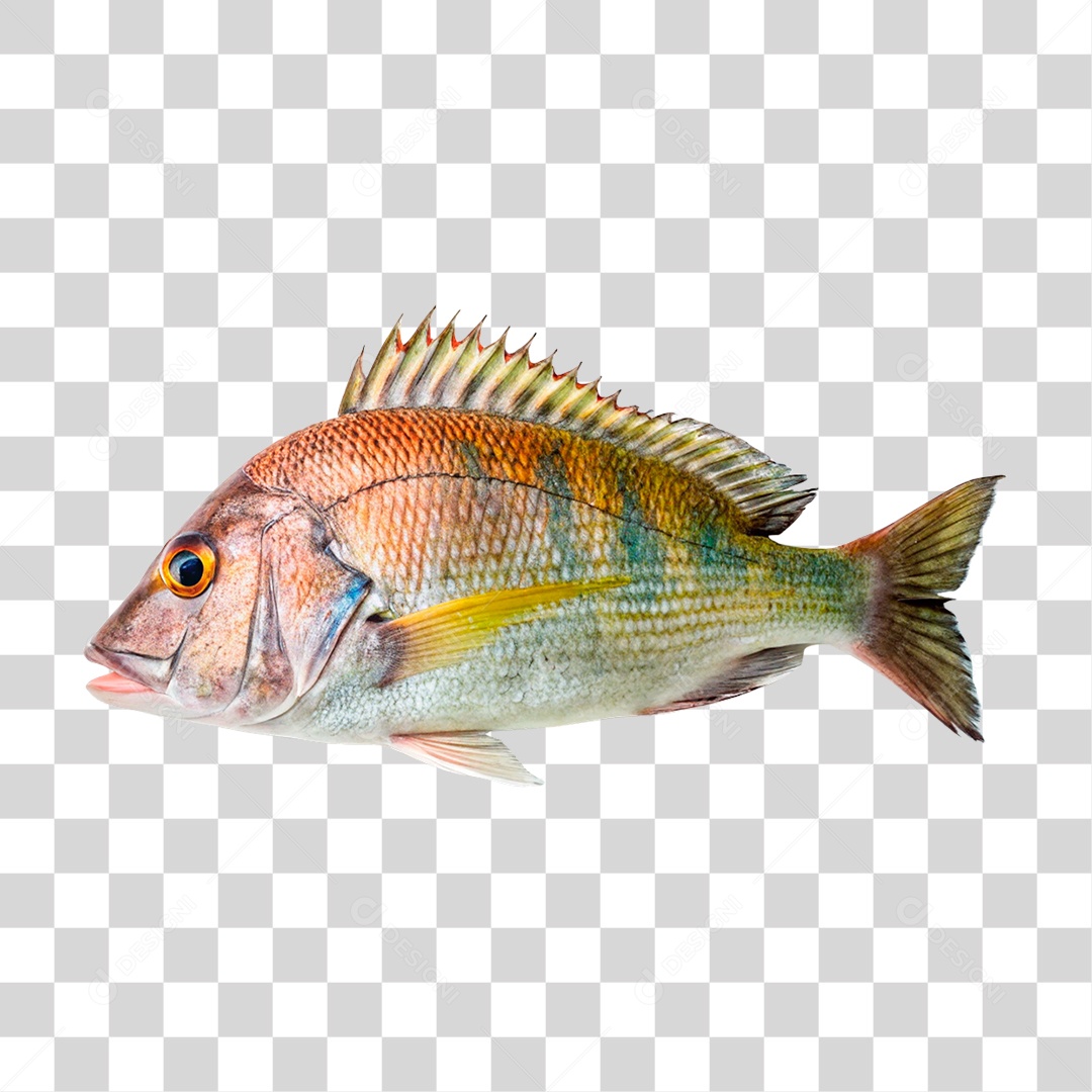 Peixe Cará PNG Transparente