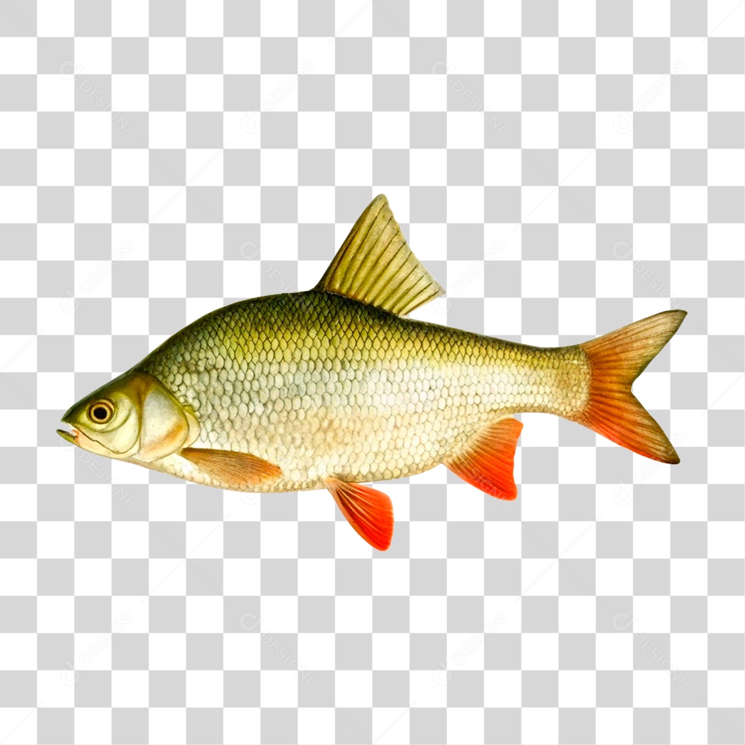 Peixe Carpa PNG Transparente