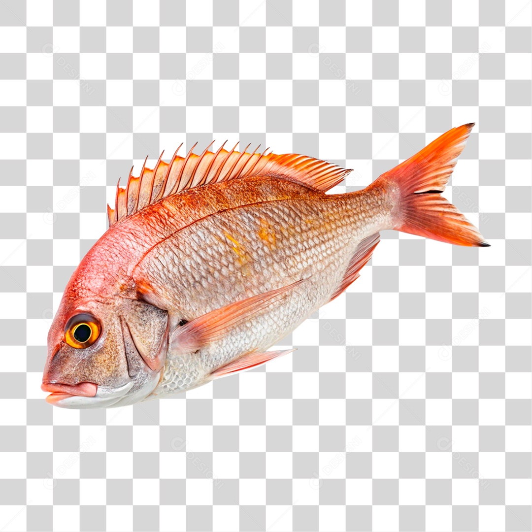 Peixe Pargo PNG Transparente