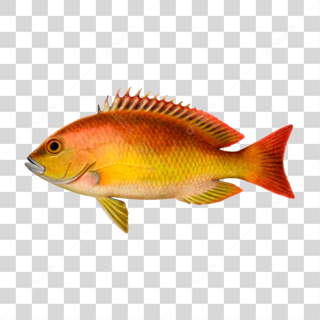 Peixe Cará PNG Transparente
