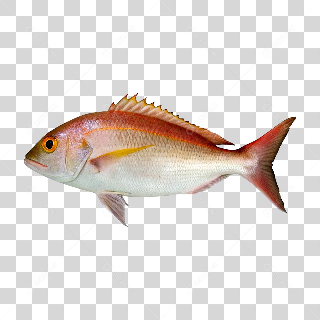 Peixe Cará PNG Transparente