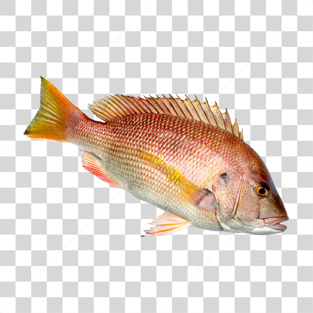 Peixe Pargo PNG Transparente