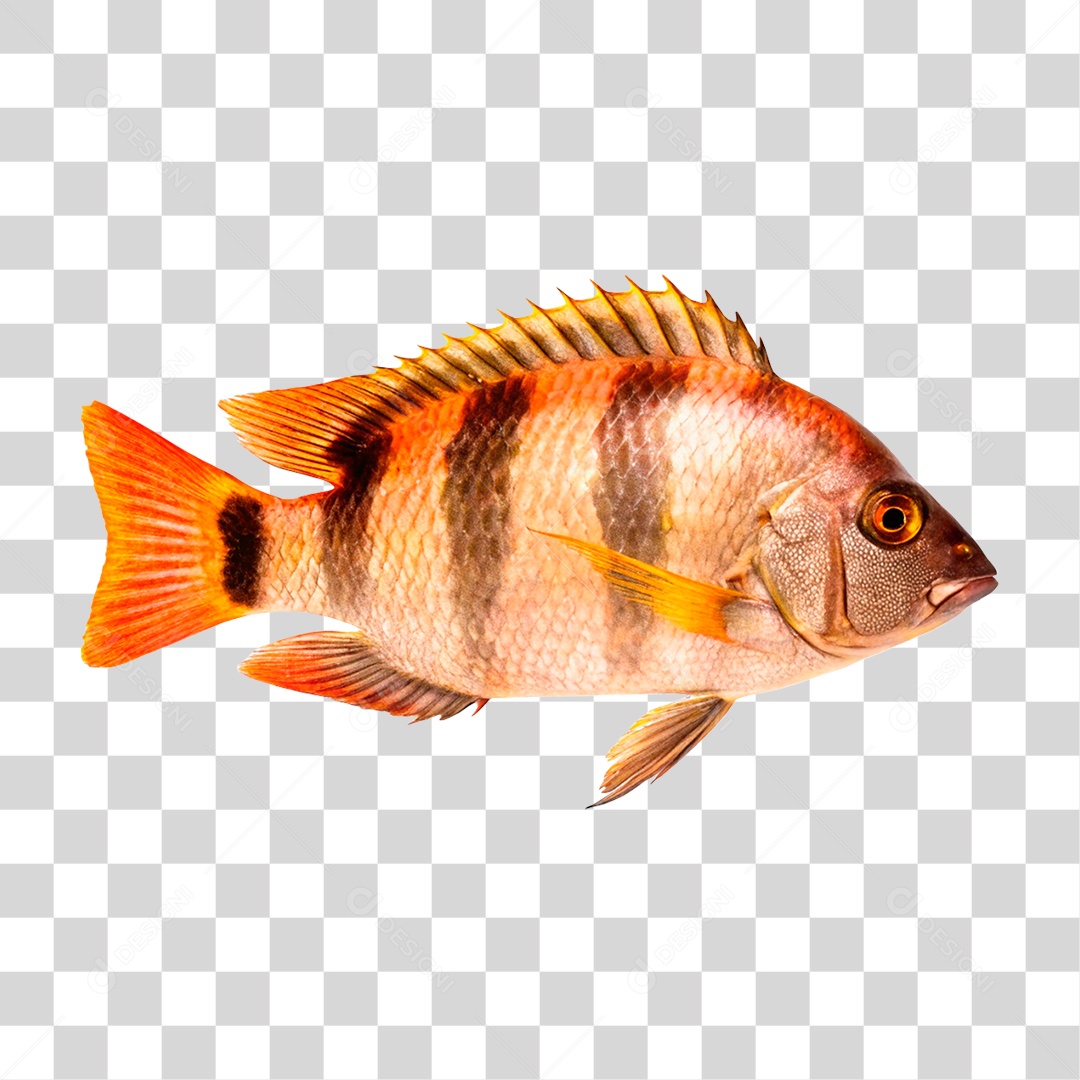 Peixe Cará PNG Transparente