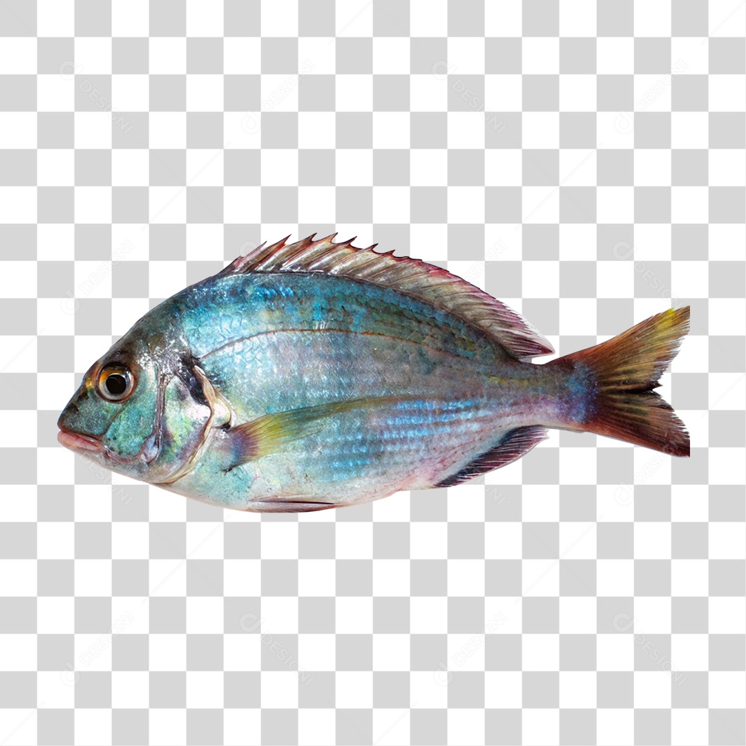 Peixe Cará PNG Transparente