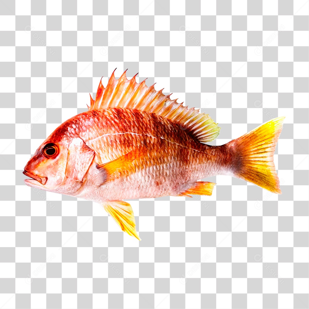 Peixe Cará PNG Transparente