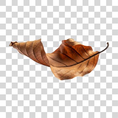 Folha Seca de Outono Marrom PNG Transparente