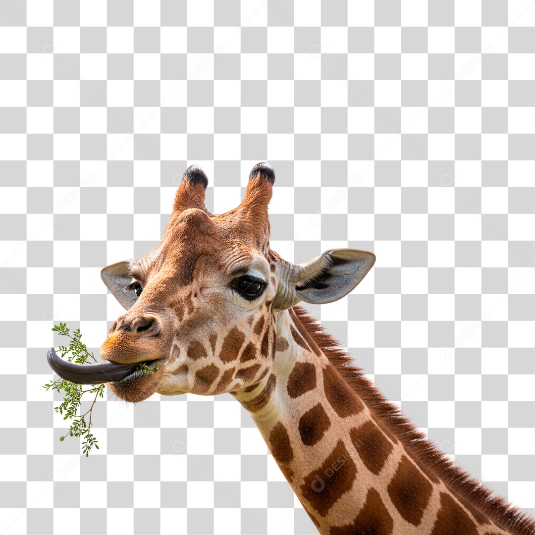 Girafa Comendo PNG Transparente
