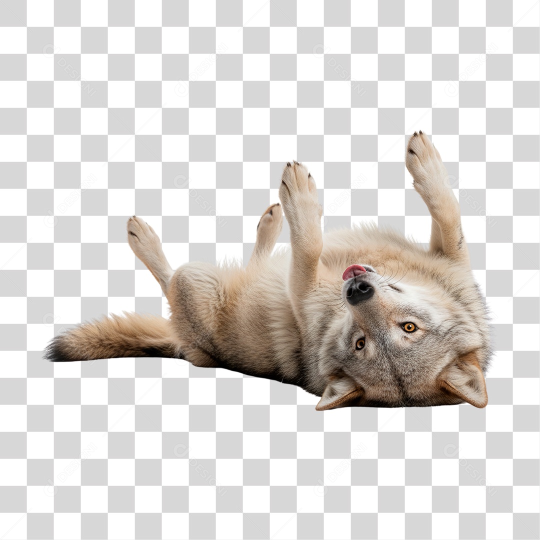 Lobo Deitado PNG Transparente