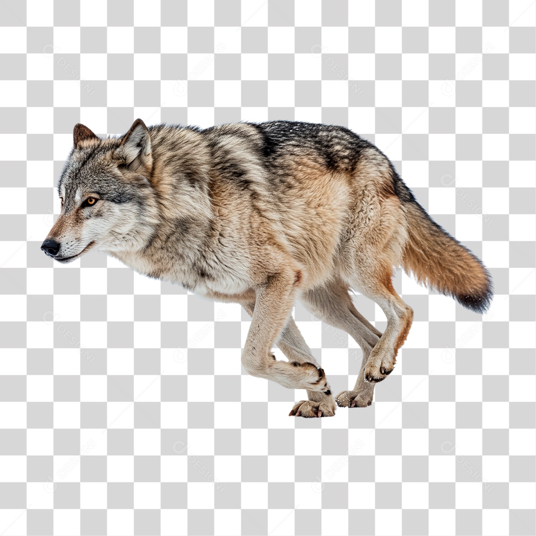 Lobo Correndo PNG Transparente