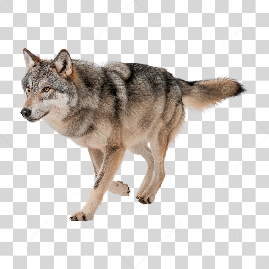 Lobo Correndo PNG Transparente
