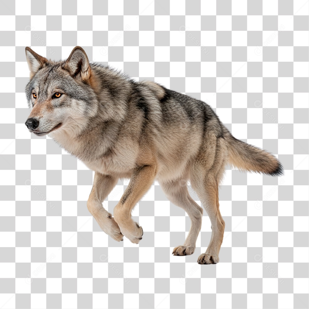 Lobo Correndo PNG Transparente