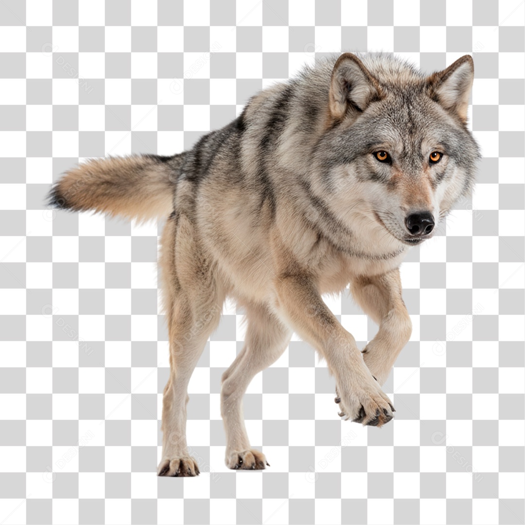 Lobo Correndo PNG Transparente
