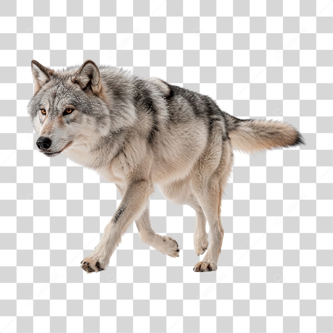 Lobo Cinzento PNG Transparente