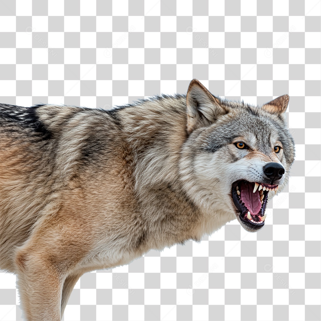 Lobo Cinzento PNG Transparente