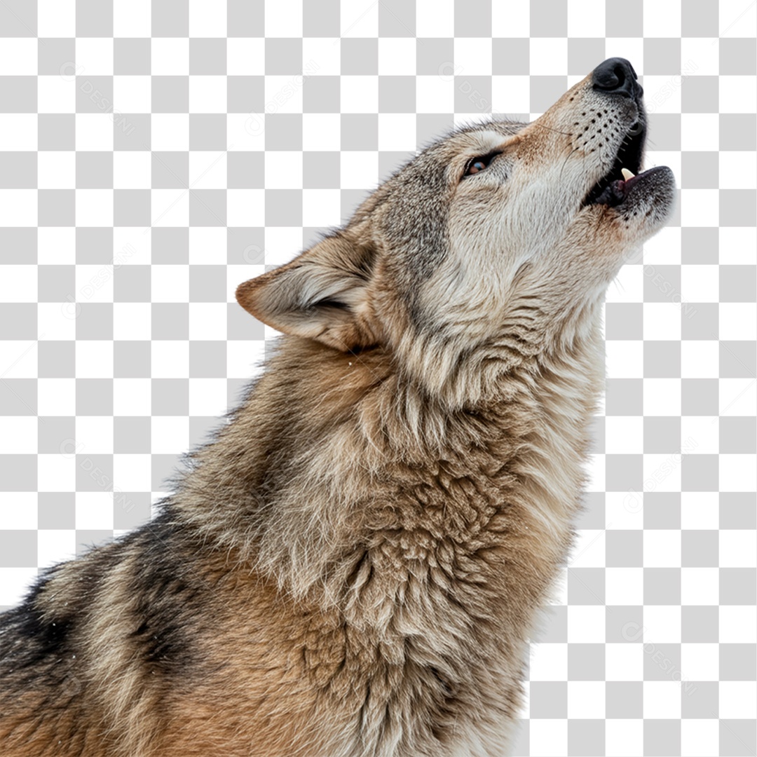 Lobo Uivando PNG Transparente