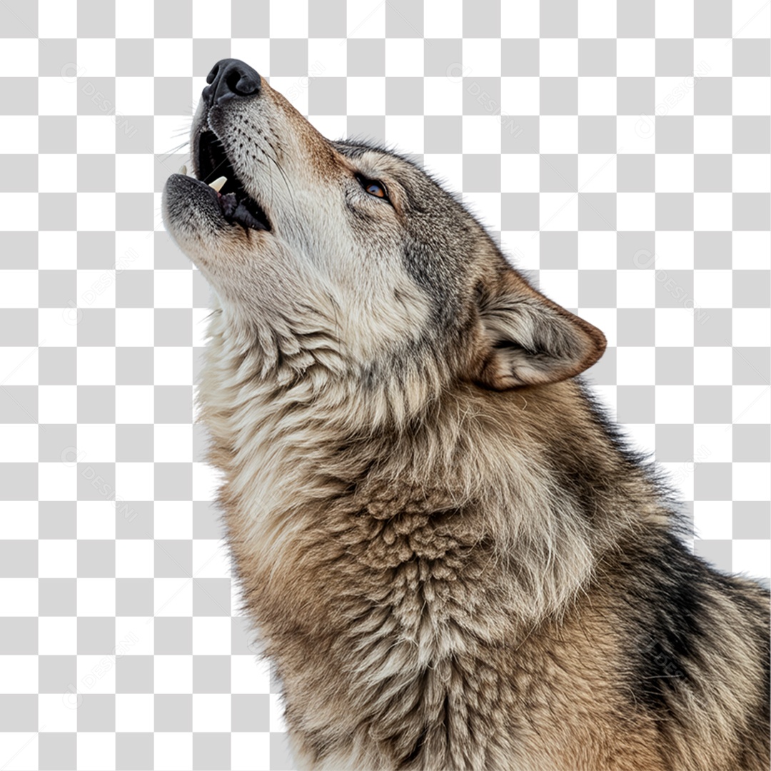 Lobo Uivando PNG Transparente