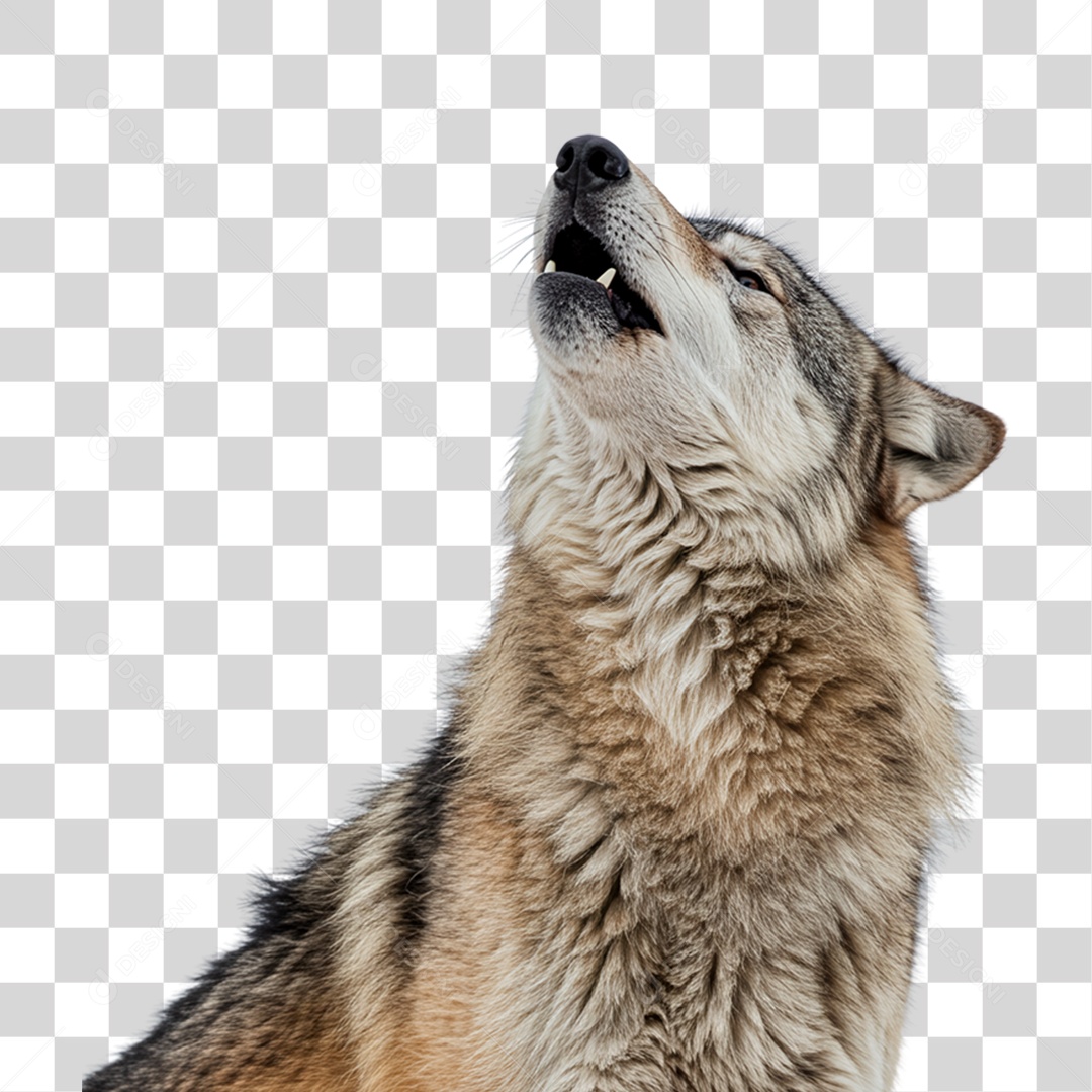 Lobo Uivando PNG Transparente