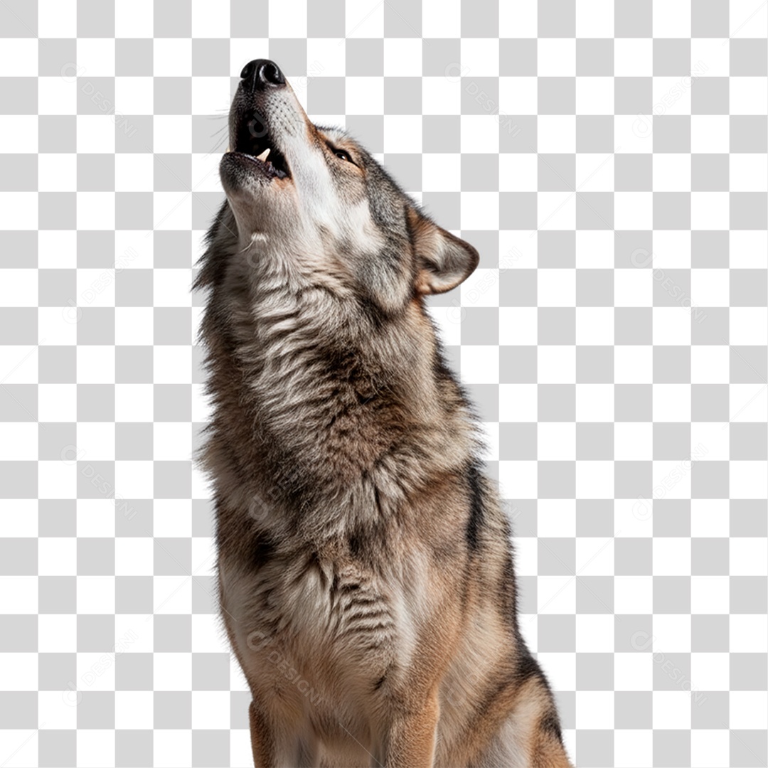 Lobo Uivando PNG Transparente