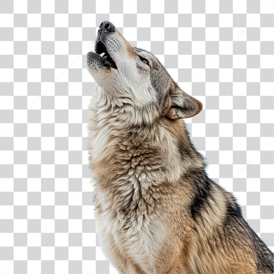 Lobo Uivando PNG Transparente