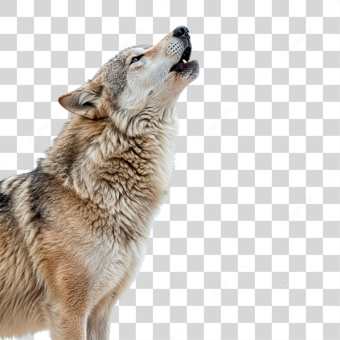 Lobo Uivando PNG Transparente